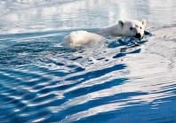 Eisb�r schwimmt in Eisblauen Wasser